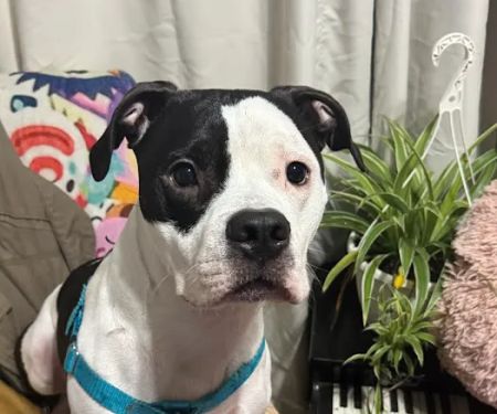 Jackson Animal Clinic