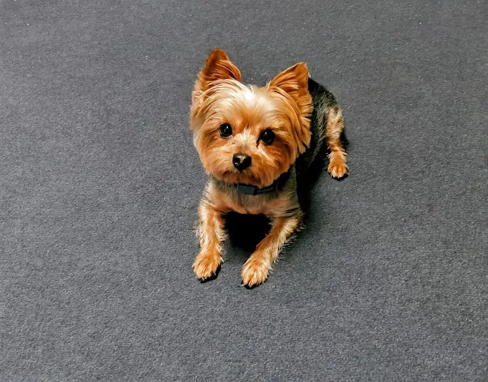 Jackson Animal Clinic Picture 4