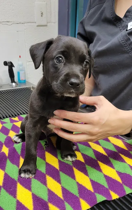 Parkway Animal Hospital Picture 2