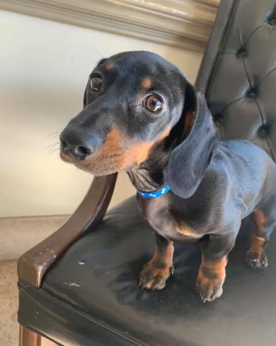 Carlton Animal Clinic Picture 2