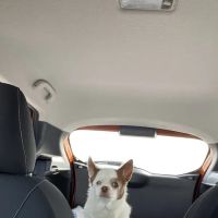 Carlton Animal Clinic ico