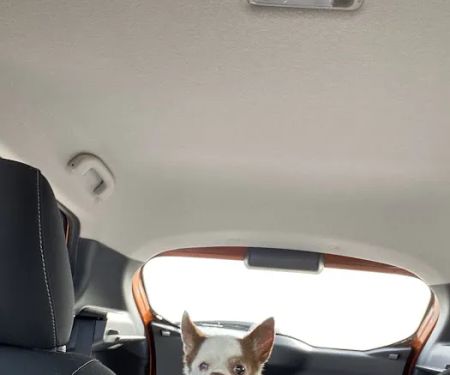 Carlton Animal Clinic