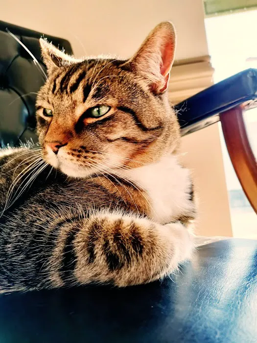 Carlton Animal Clinic Picture 4