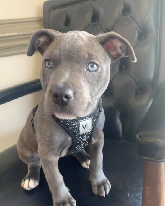 Carlton Animal Clinic Picture 7