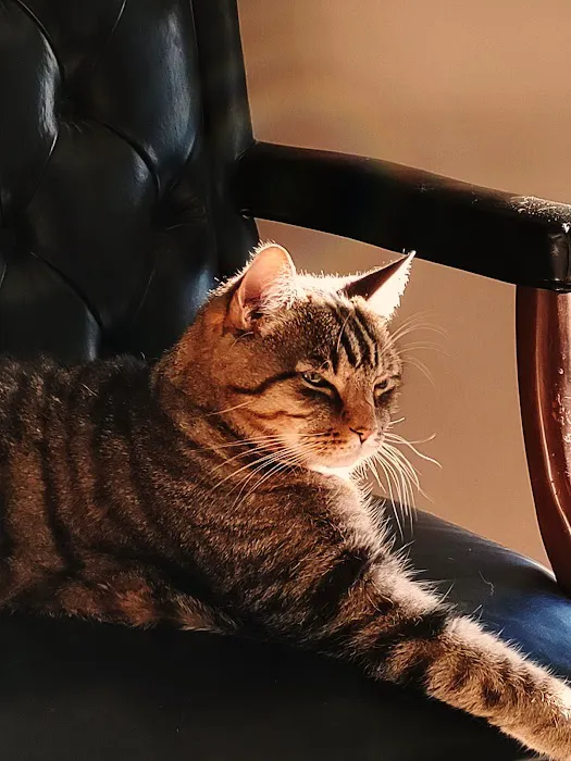 Carlton Animal Clinic Picture 6