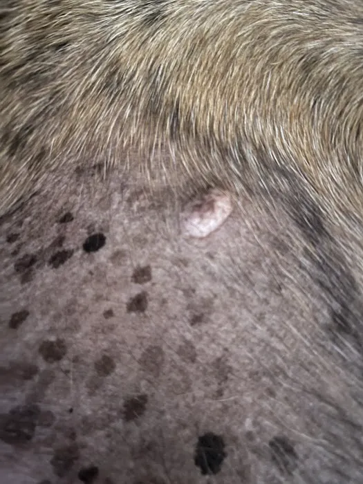 Haywood Animal Hospital Picture 2