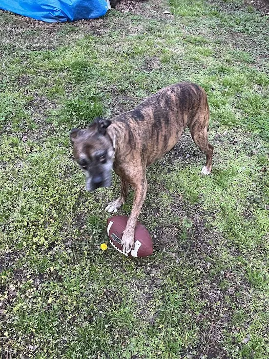 Haywood Animal Hospital Picture 3