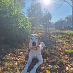 Haywood Animal Hospital