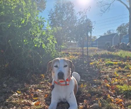 Haywood Animal Hospital