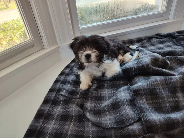 PetVet Vaccination Clinic Picture 2