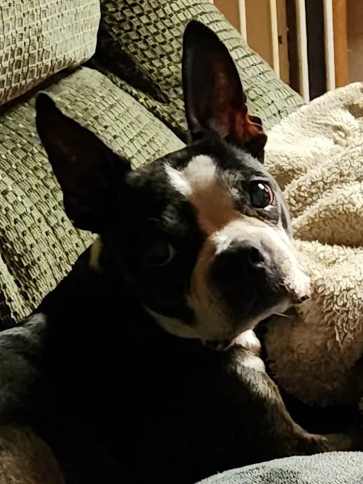 Coffee Memorial Animal Clinic, PSC Picture 1