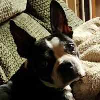 Coffee Memorial Animal Clinic, PSC ico