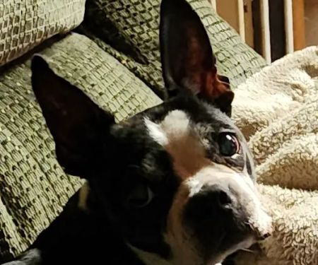 Coffee Memorial Animal Clinic, PSC