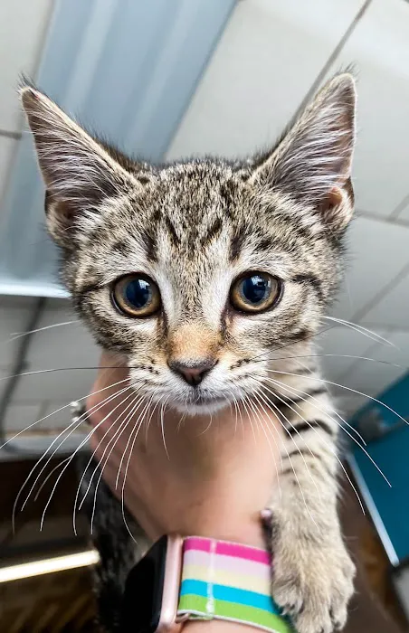 Coffee Memorial Animal Clinic, PSC Picture 2