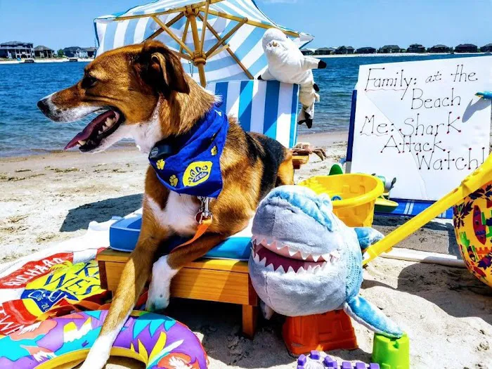 Gentle Doctor Animal Hospital Picture 5