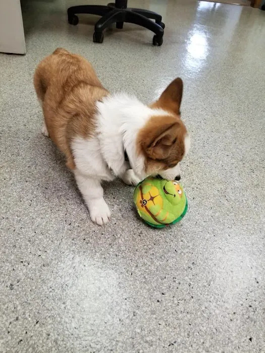 Gentle Doctor Animal Hospital Picture 4