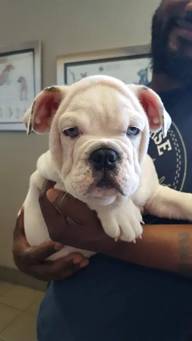 Gentle Doctor Animal Hospital Picture 6