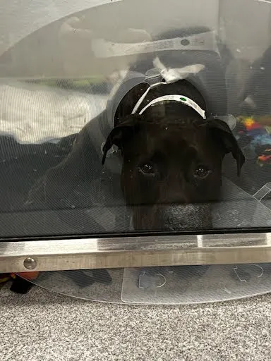 Sirius Veterinary Orthopedic Center Picture 1