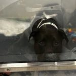 Sirius Veterinary Orthopedic Center