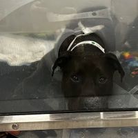 Sirius Veterinary Orthopedic Center ico