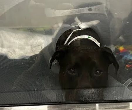 Sirius Veterinary Orthopedic Center