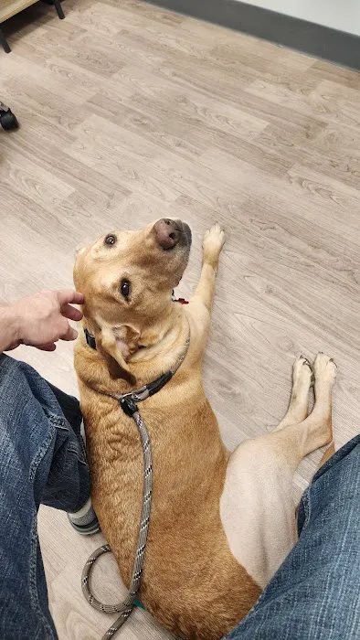 Sirius Veterinary Orthopedic Center Picture 6