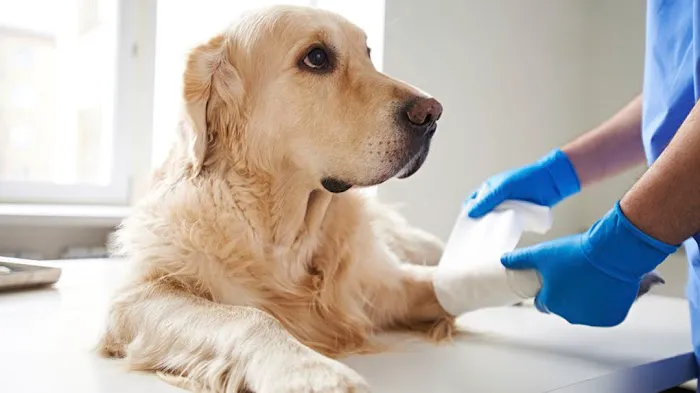 Sirius Veterinary Orthopedic Center Picture 3