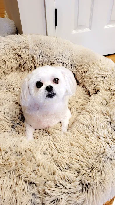 Sirius Veterinary Orthopedic Center Picture 2