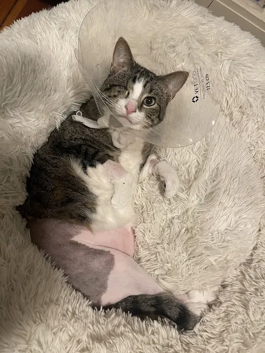 Sirius Veterinary Orthopedic Center Picture 5