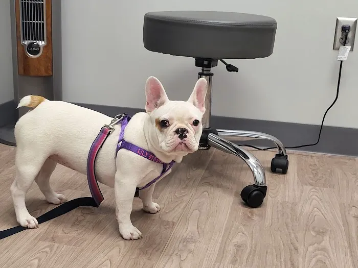 Sirius Veterinary Orthopedic Center Picture 4