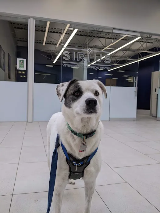 Sirius Veterinary Orthopedic Center Picture 9