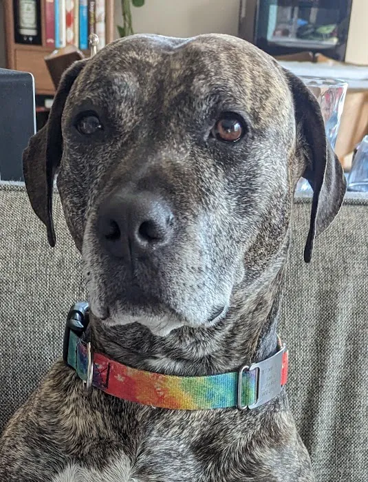 Sirius Veterinary Orthopedic Center Picture 8