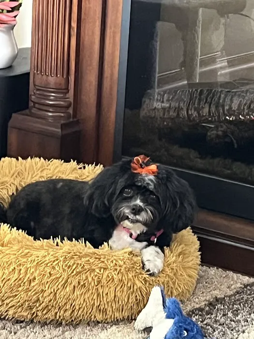 Sirius Veterinary Orthopedic Center Picture 10