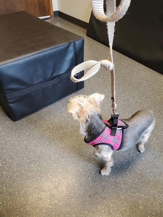 Five Elements Veterinary Alternatives Picture 2