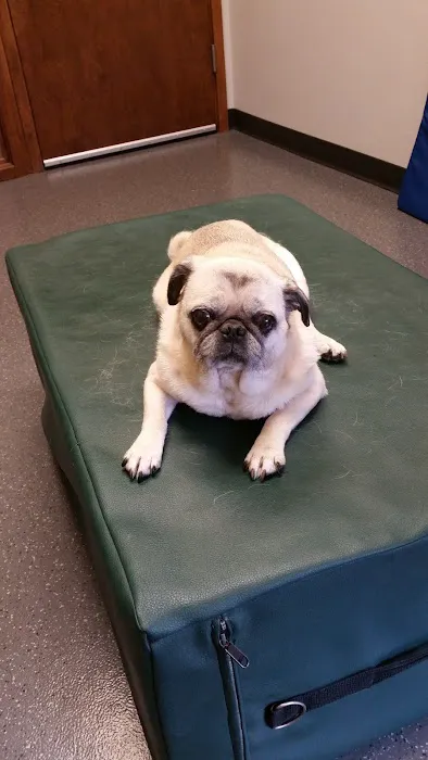 Five Elements Veterinary Alternatives Picture 6