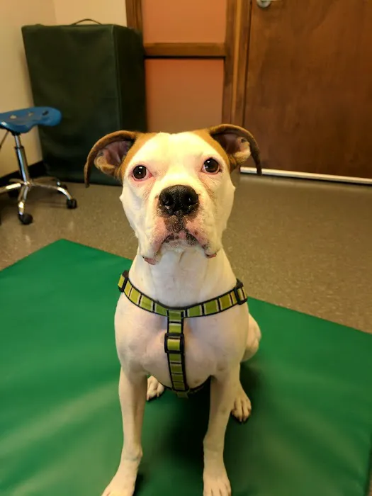 Five Elements Veterinary Alternatives Picture 8