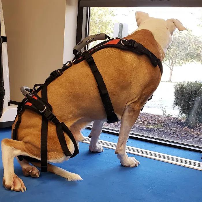 Five Elements Veterinary Alternatives Picture 9