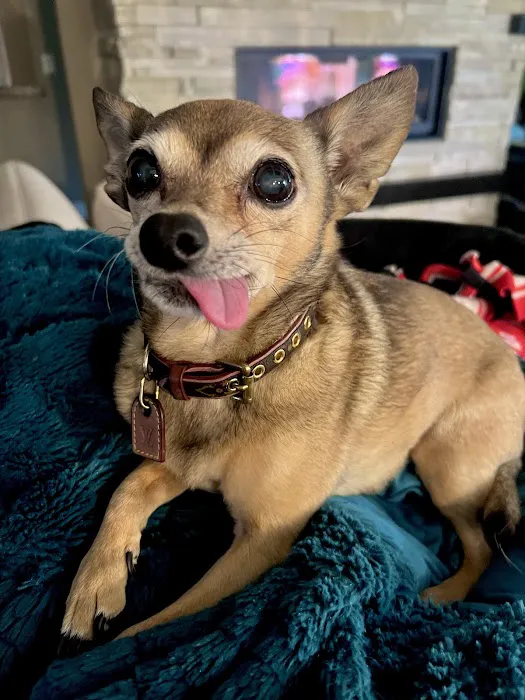 Nebraska Dentistry and Oral Surgery for Animals Picture 2