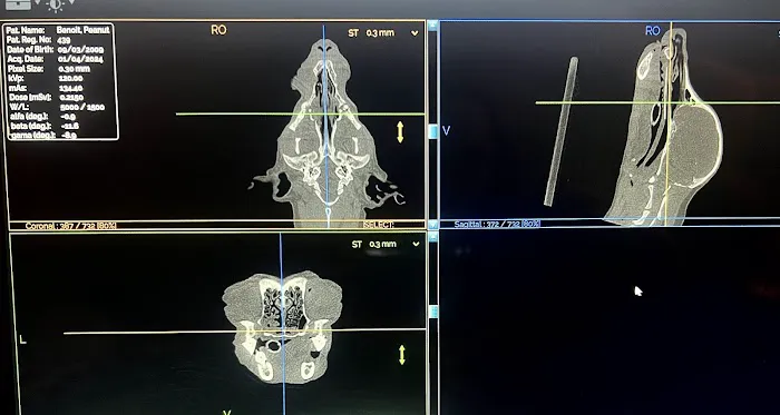 Nebraska Dentistry and Oral Surgery for Animals Picture 3