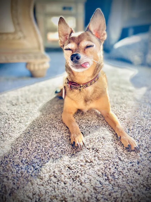 Nebraska Dentistry and Oral Surgery for Animals Picture 1