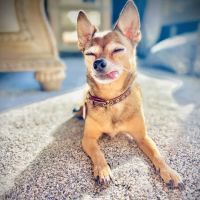 Nebraska Dentistry and Oral Surgery for Animals ico