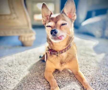 Nebraska Dentistry and Oral Surgery for Animals