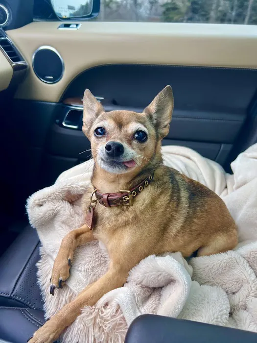 Nebraska Dentistry and Oral Surgery for Animals Picture 4