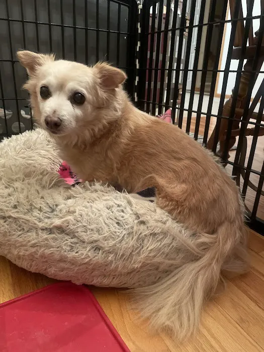 Nebraska Dentistry and Oral Surgery for Animals Picture 5