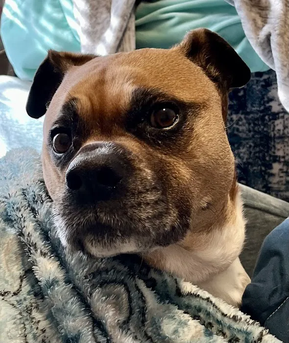 Nebraska Dentistry and Oral Surgery for Animals Picture 6