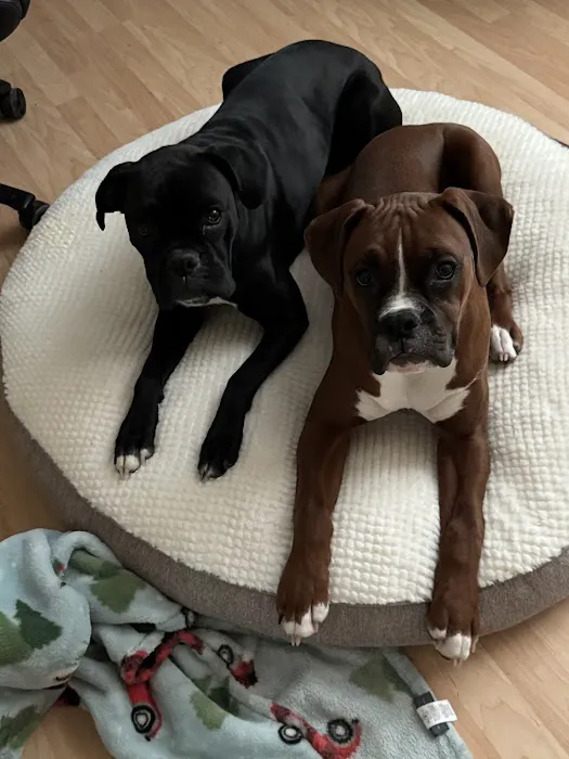 Nebraska Dentistry and Oral Surgery for Animals Picture 8