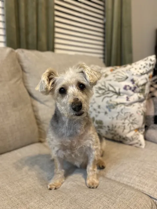 Nebraska Dentistry and Oral Surgery for Animals Picture 10