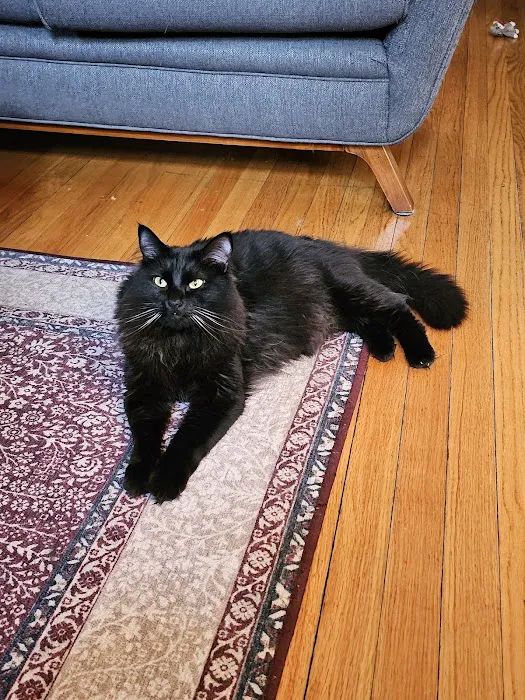 Nebraska Dentistry and Oral Surgery for Animals Picture 9