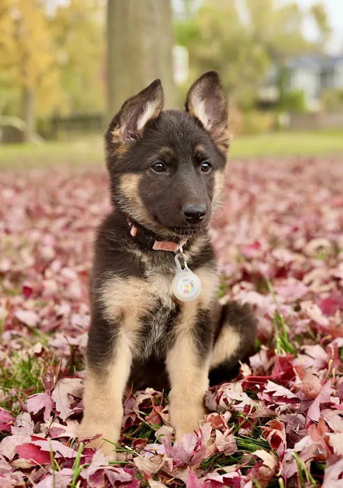 PetSmart Veterinary Services - West Maple Picture 3