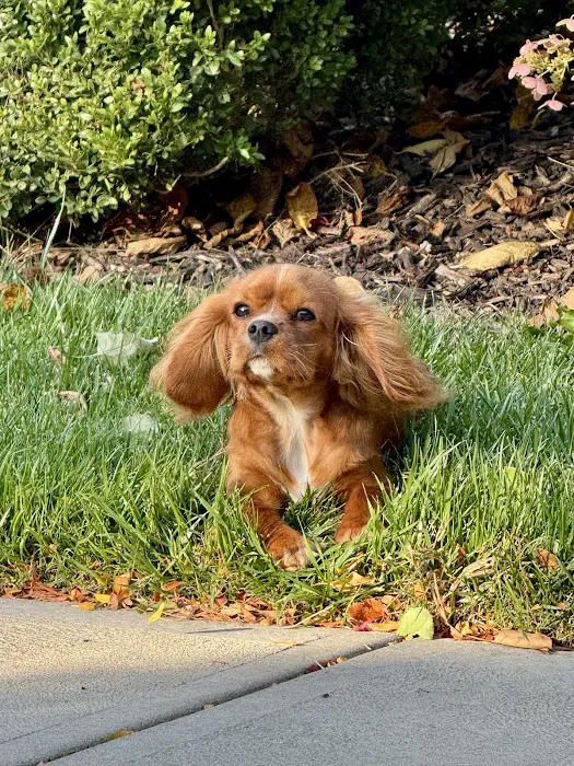 PetSmart Veterinary Services - West Maple Picture 5